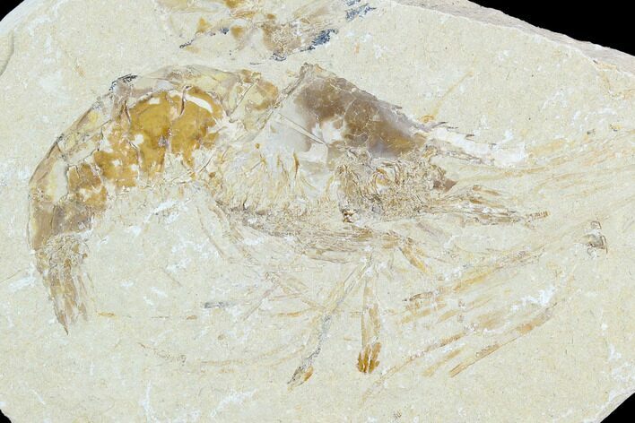 Cretaceous Fossil Shrimp - Lebanon #123899